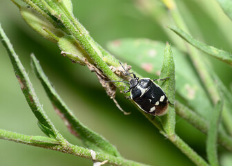 Close-up view of a black forest bug on a shrub stalk