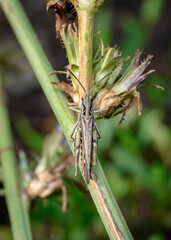 Brown grasshopper on a green grass stalk in summer