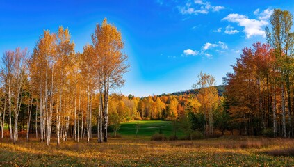 Golden autumn foliage and quaking aspens in a mountainous landscape outdoors