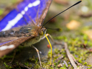 Purple Emperor Butterfly. Wings Open