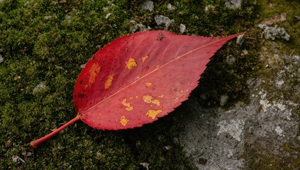 Vivid autumn leaf resting on lush green moss