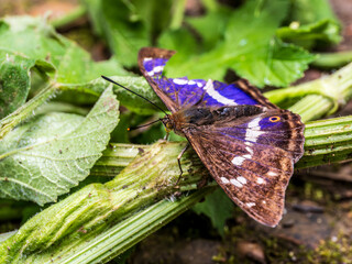 Purple Emperor Butterfly. Wings Open