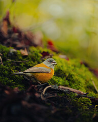 Grey-hooded finch (Phrygilus gayi) perched on green moss in a Chilean forest, vibrant yellow chest and soft natural light background