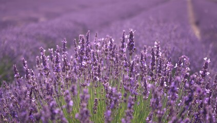 Naklejka premium A vast expanse of blooming lavender under clear skies, with purple petals dancing in the mild wind and soft afternoon sunlight brightening the gentle hues.