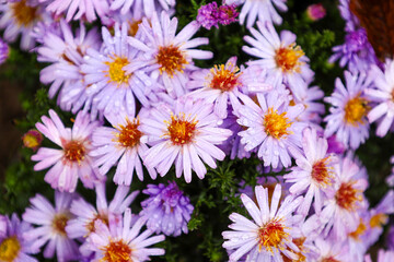 Fototapeta premium A large cluster of purple autumn asters with yellow-orange centers, covered in water droplets, creates a vibrant floral background. This close-up emphasizes the freshness and rich colors of the late g