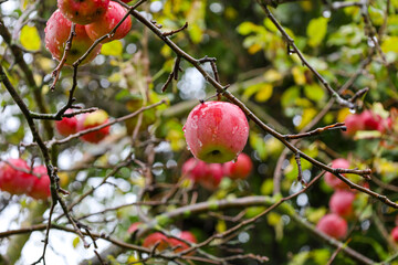 Red apples, covered in raindrops, hang from bare branches surrounded by blurred green and yellow leaves. This image conveys the feeling of a wet autumn harvest in an orchard.