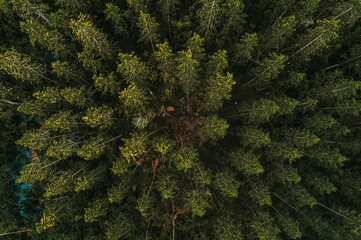 Aerial shot of an enchanted woodland landscape with dense trees and natural scenery