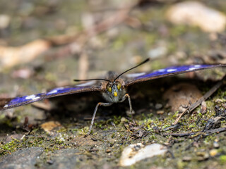 Purple Emperor Butterfly. Wings Open
