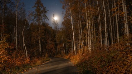 Fototapeta premium Forest pathway surrounded by autumn foliage in a boreal woodland