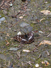 Purple Emperor Butterfly. Wings Open