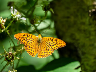 Silver-washed Fritillary. Wings Open.
