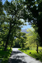 A serene roadway winding through a lush, green forest with tall trees casting dappled shadows on the ground.
