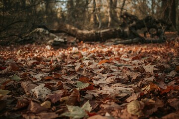 Obraz premium Autumn leaves scattered across the earth