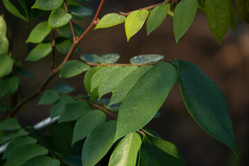 Close-up of fresh green leaves covered in sparkling morning dew drops, evoking a tranquil and...