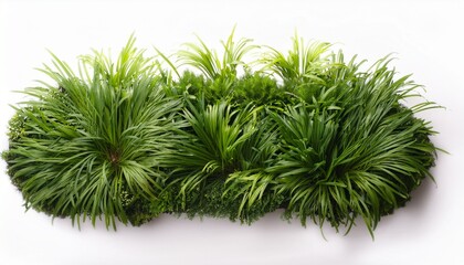 Green Flower Bed With Grasses N Beautiful Top View With White Background