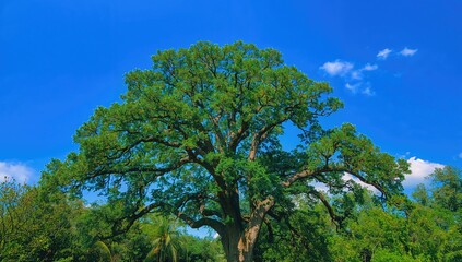 Tall Verdant Tree Under a Bright Azure Sky