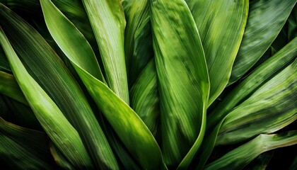Fototapeta premium Green Leaves Background With Copy Space Close Up Texture Of Welwitschia Mirabilis Desert Plant