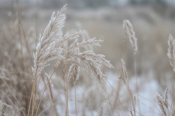 Fototapeta premium Soft plant abstract backdrop with frosted grass and blurred bokeh effect. Boho-style dry reeds and icy patterns. Winter scene with fluffy tall grass stems covered in snow.