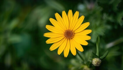 Detailed view of a Coreopsis lanceole bloom.