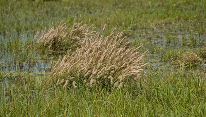 Wetland habitat featuring clusters of cotton-like grass in a marshy environment