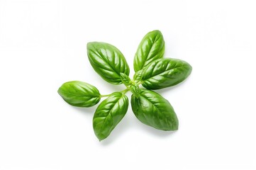 Fototapeta premium Green basil leaves isolated on a white surface
