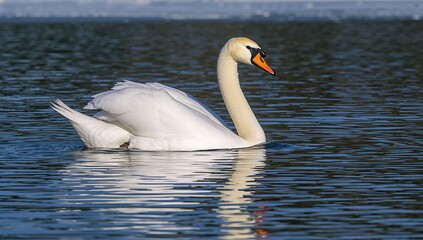 A stunning whooper swan (Cygnus cygnus) floats smoothly over a tranquil lake, its pristine white feathers, slender neck, and vibrant yellow-black beak mirrored on the still surface.