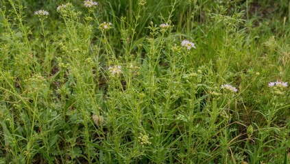 Cyperus plants with delicate blossoms and verdant foliage thrive in the forest understory, perfect for ornamental use.