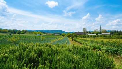Fototapeta premium Lush green shrubs thriving densely in a vibrant outdoor setting, summer harvest, farming, crop, garden, nature, fresh produce