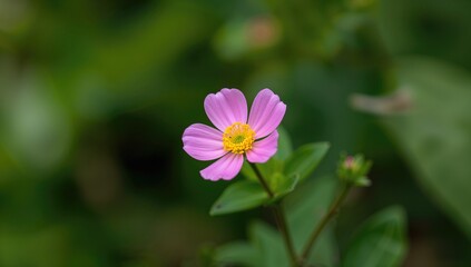 Obraz premium A stunning pink blossom with a vibrant yellow core flourishing in the wild.