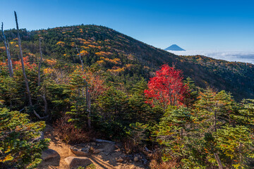 朝の奥秩父山塊前国師の紅葉と富士山