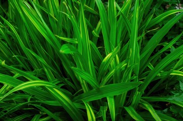 A verdant garden scene with lively green foliage dancing in the warm summer wind, highlighting the pure charm of fresh vegetation and the magical spirit of spring and the outdoors.