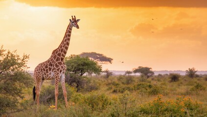 Obraz premium Tall giraffe roaming the vast savanna plains