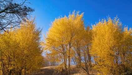 Fototapeta premium Golden ginkgo foliage under a clear blue sky in fall