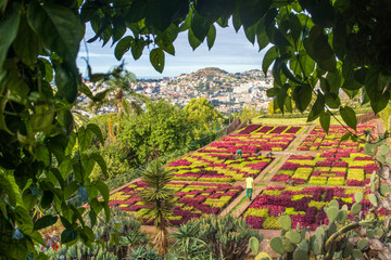 Overlooking Funchal, Madeira’s Botanical Garden dazzles with exotic flora, vibrant colors, and...