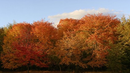 Obraz premium Vibrant Fall Scenery with Multicolored Leaves. Late Summer Colors. Leafy View
