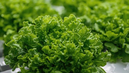 Obraz premium Close-up of fresh green hydroponic oak leaf lettuce from a vegetable garden.