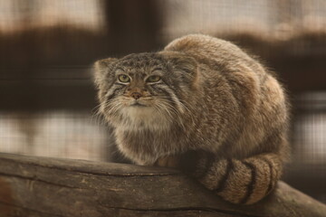 a large portrait of a manul sitting on a log