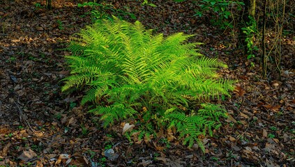Fototapeta premium Green ferns contrasting with dry fall foliage in a natural setting