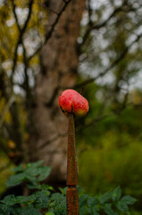 A red apple, damaged and impaled on a rusted metal spike, appears to have fallen directly from a...