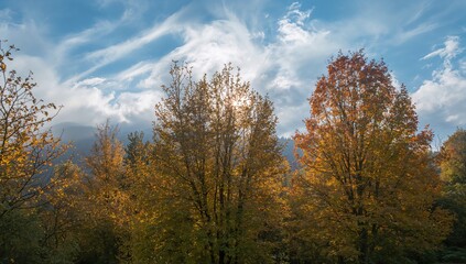 Fototapeta premium A fresh, chilly fall dawn with sunlight gently touching the tree crowns.
