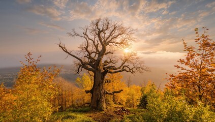 Fototapeta premium Stunning autumn landscape with vibrant yellow trees at sunset