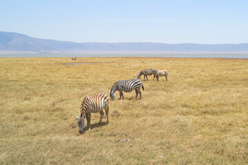Africa, Tanzania, Ngorongoro, zebras grazing peaceful