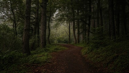 Fototapeta premium Shadowy path through the forest