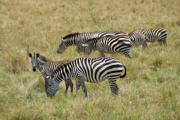 Africa, Tanzania, Segengeti, zebras close-up