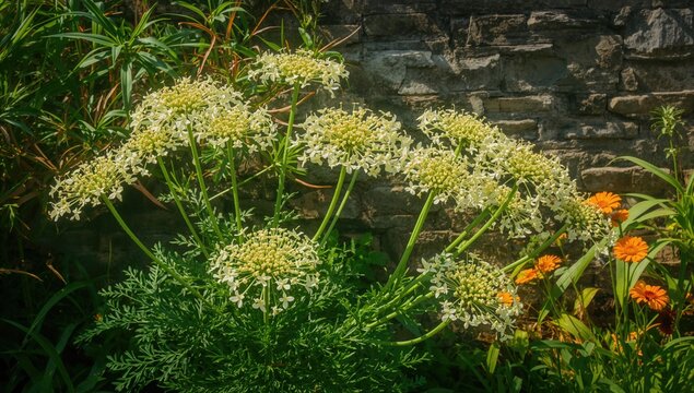 Cyanthillium cinereum from the Asteraceae family in a lush garden setting with vibrant flowers and green foliage during spring and summer
