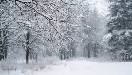 Fototapeta premium Gentle twigs hold fluffy snow as the cold season gently covers the earth.