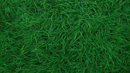 Texture background of a lush green meadow