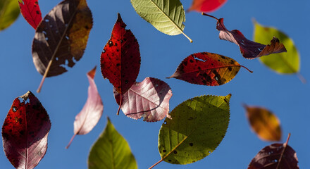 Falling autumn leaves against a blue sky, showcasing vibrant red, green, and brown hues.  Represents seasonal change and nature's beauty