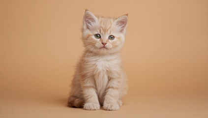 Obraz premium Adorable young feline pets with a charming and self-reliant nature