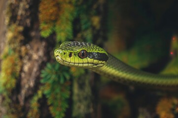 Obraz premium Close-up of a green gonyosoma snake's head observing its surroundings